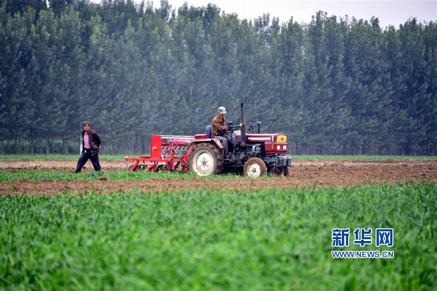 #（經濟）（1）山東聊城；小麥播種忙