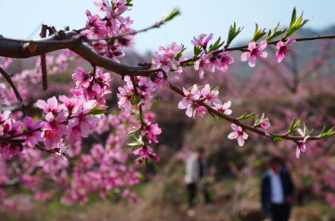 山東濰坊：桃花灼灼山色新